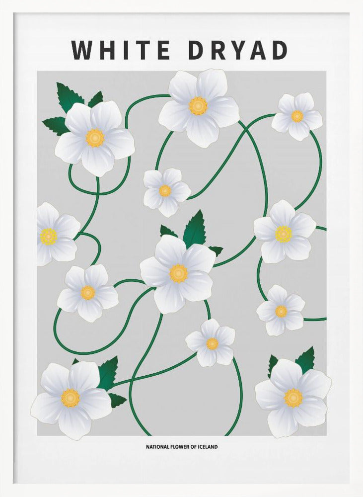 White dryad - National flower of Iceland Poster