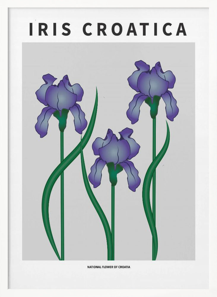 Iris Croatica - National flower of Croatia Poster