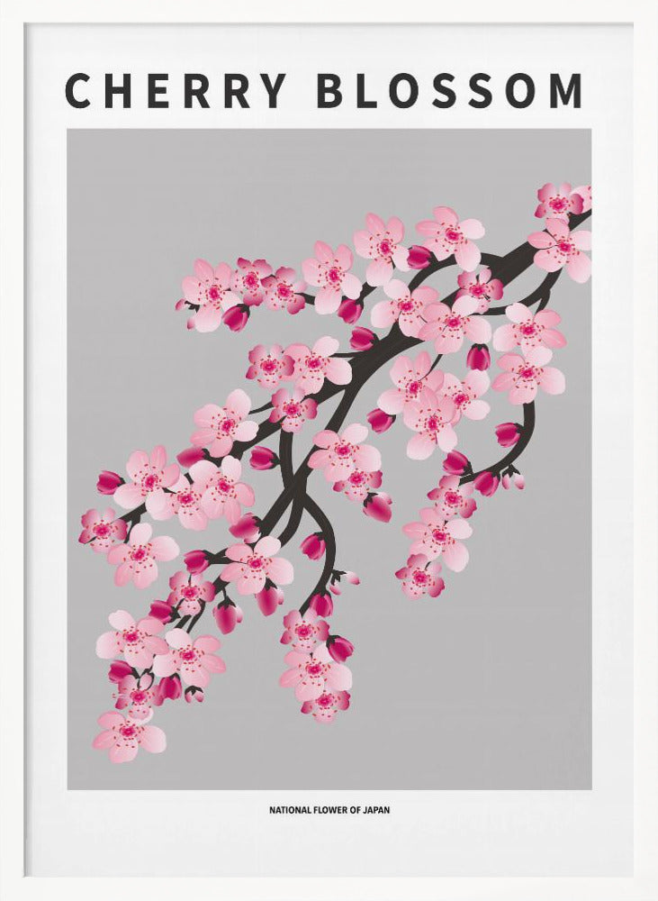 Cherry blossom - National flower of Japan Poster