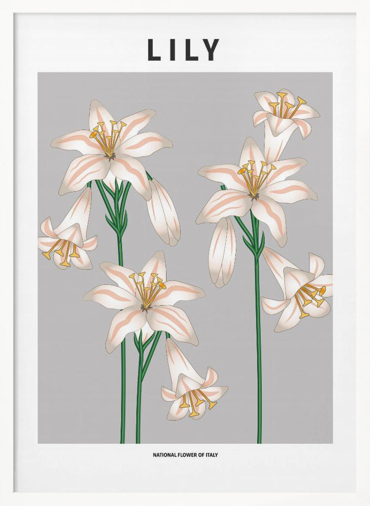 Lily - National flower of Italy Poster