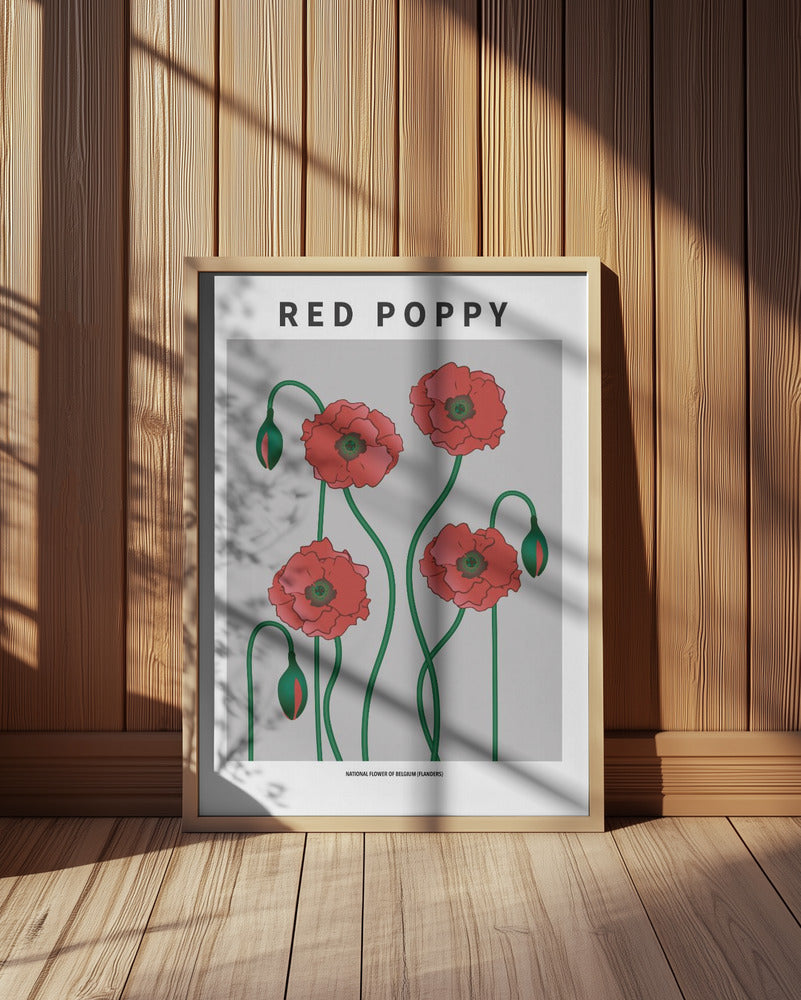 Red Poppy - National flower of Belgium Poster