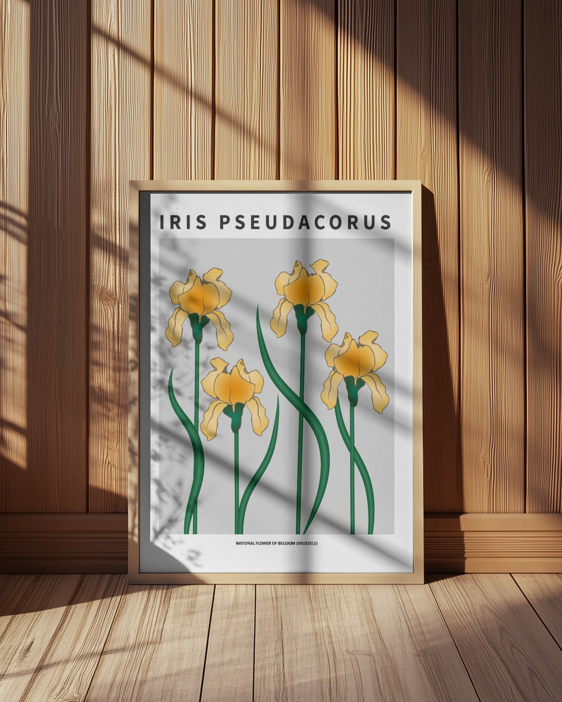 Iris - National flower of Belgium Poster