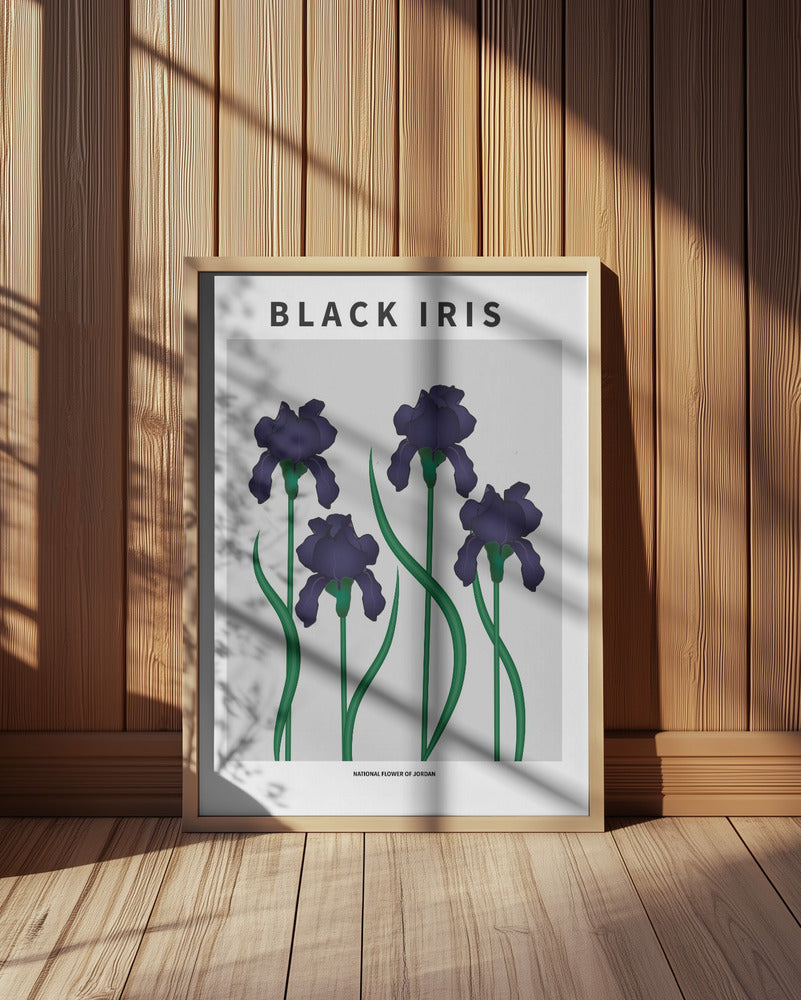 Black Iris - National flower of Jordan Poster