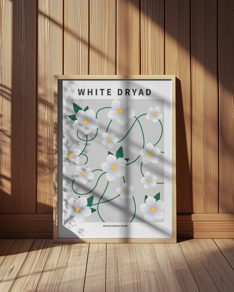 White dryad - National flower of Iceland Poster
