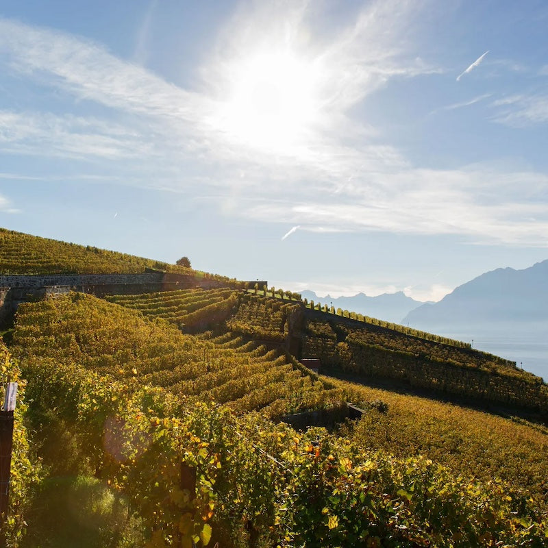 The Jura Wine Region