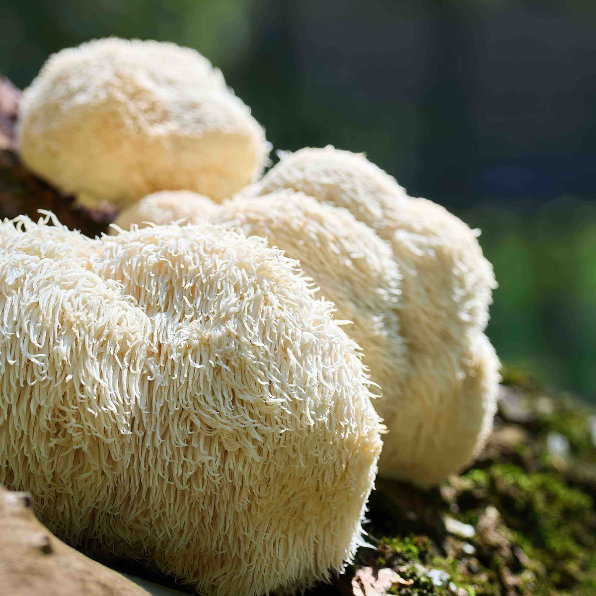 Cogumelo Juba de Leão: Sabor, Como Cozinhar e Ideias de Receitas Fáceis