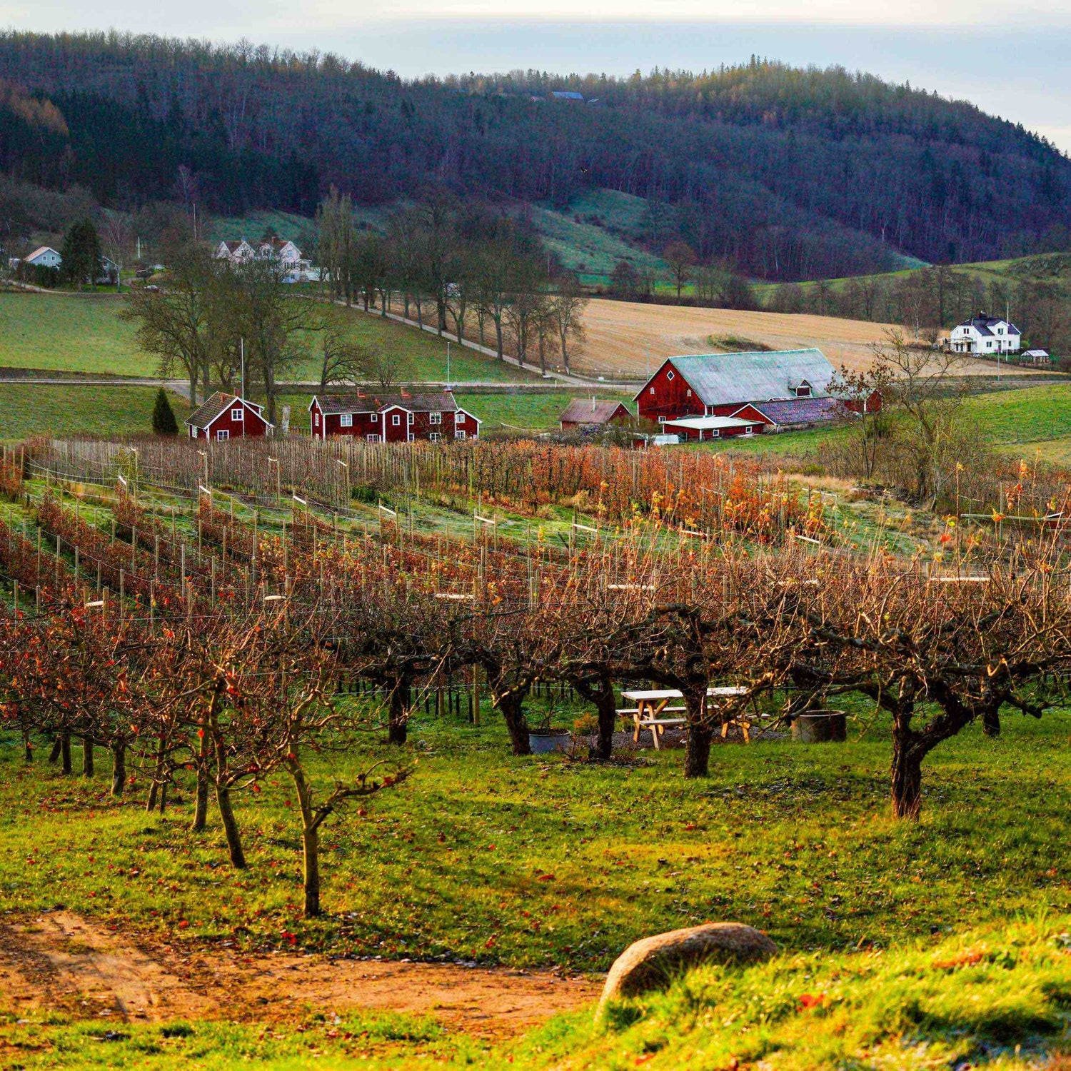 Swedish Vineyards: the history, the growth, and what to expect from Swedish wine