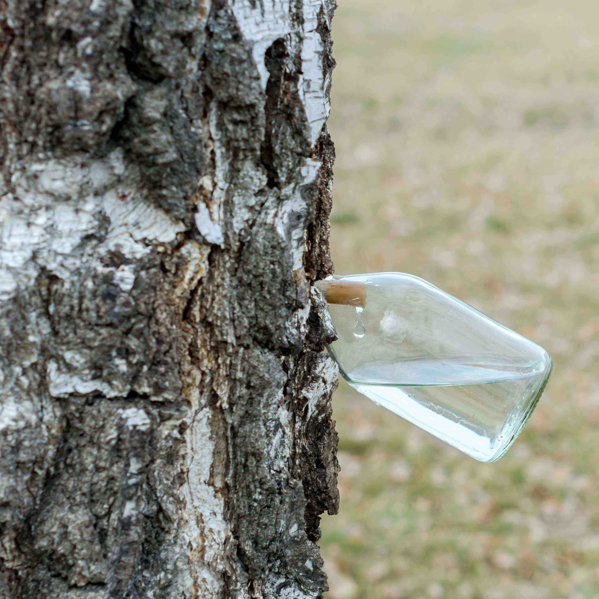 Tap Birch Sap in Spring - Timing, Uses, Nutrition, and a Simple Birch Sap Liqueur