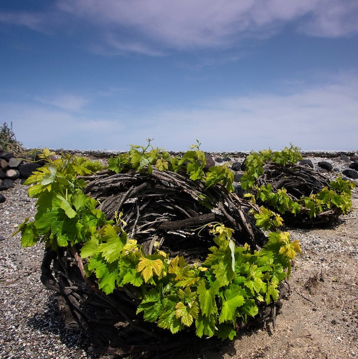 Assyrtiko Grape Santorini Greece