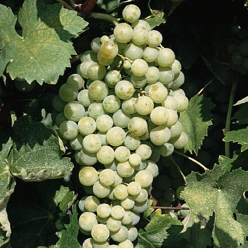 Airén Grape - Spain’s Most Widely Planted Grape and the Story Behind Its Success