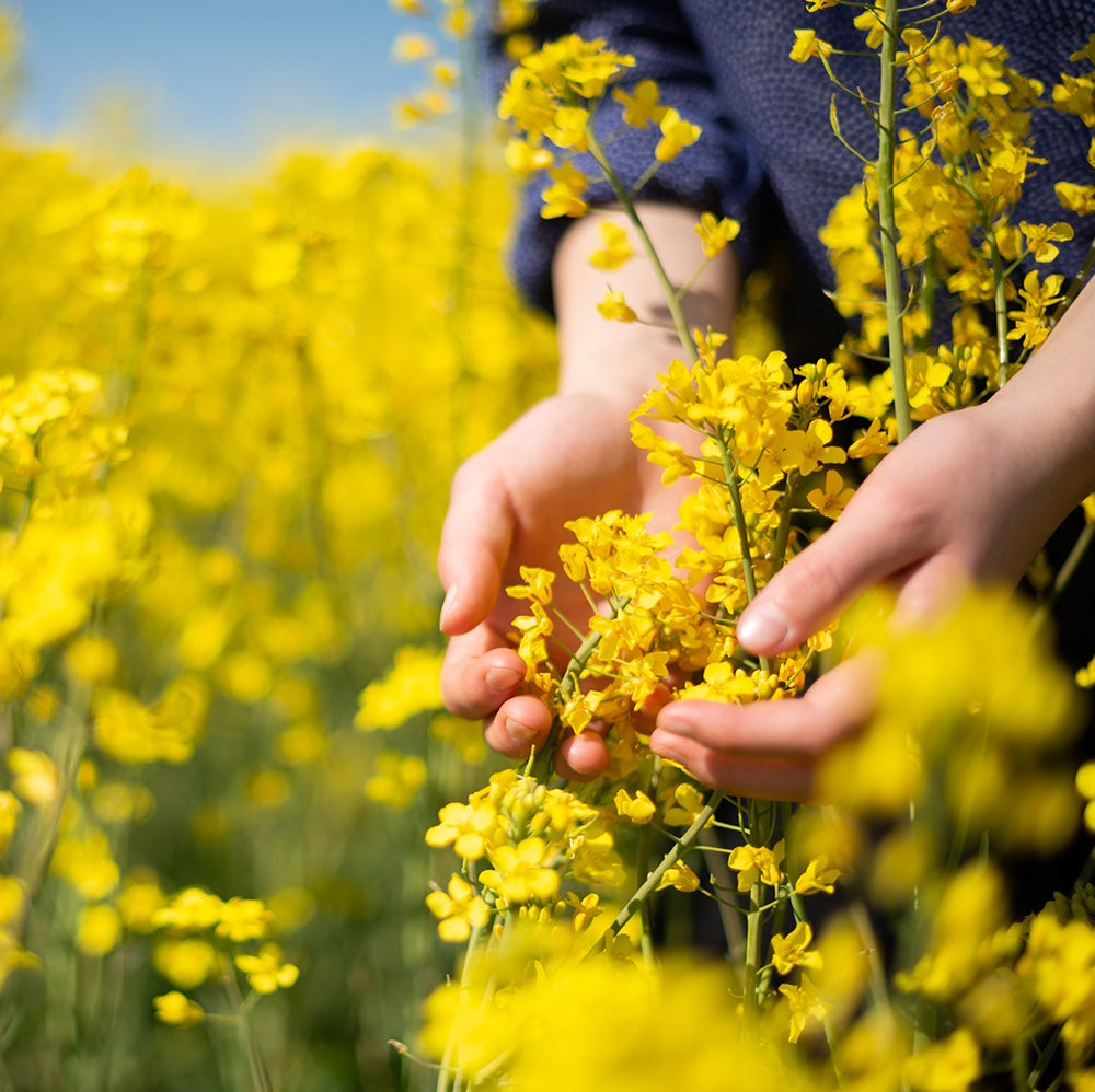 Rapeseed Oil Sweden
