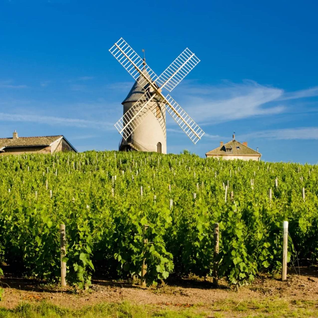 Beaujolais – The Playful and Lively Wine from Burgundy