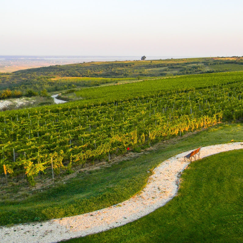 Explore Romania's Most Fascinating Wine Regions