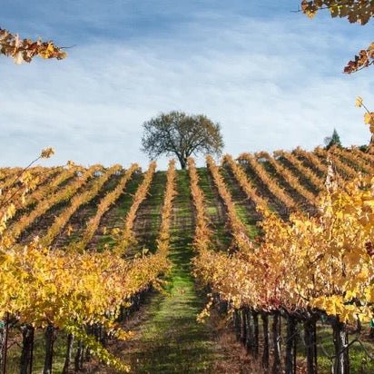 Discover Alexander Valley – One of California’s Hidden Wine Gems - Corkframes.com