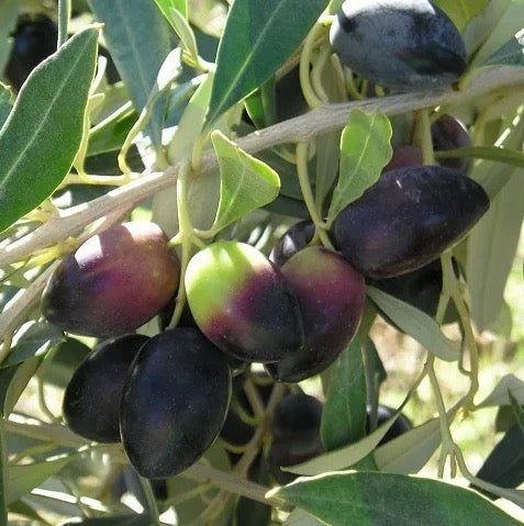 Kalamata Olive - One of the Most Loved Olives in the World - Corkframes.com