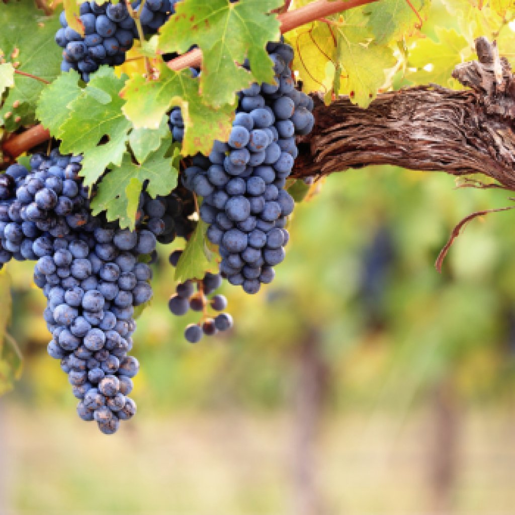 Pinotage – South Africa's Unique Grape - Corkframes.com