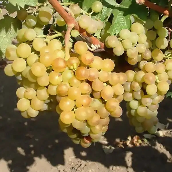 Furmint, Hárslevelű, and Sárga Muskotály – The Golden Trio of Hungarian Wine