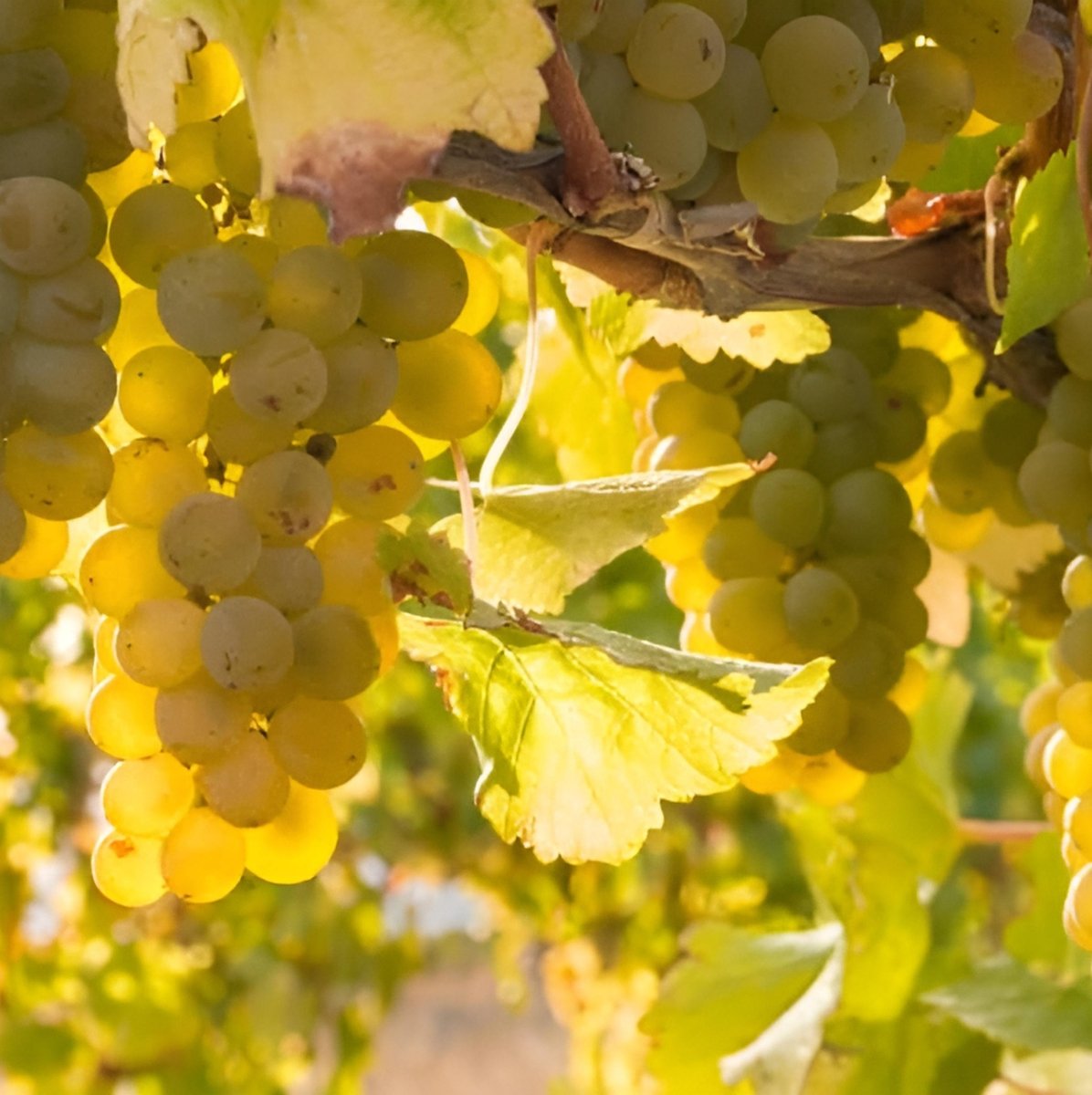 Sauvignon Blanc: The Crisp Queen of White Wines - Corkframes.com
