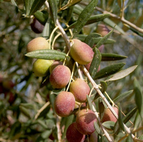 Aura De Calvente - Extra Virgin Olive Oil from Calvente Mountain Wine