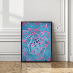 Blue and Pink Succulent - Corkframes.com