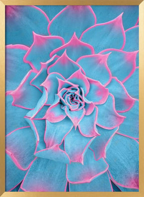 Blue and Pink Succulent - Corkframes.com