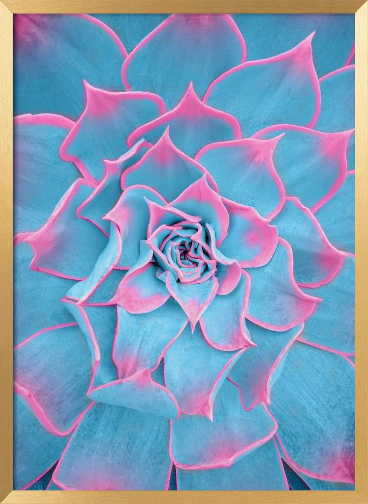 Blue and Pink Succulent - Corkframes.com