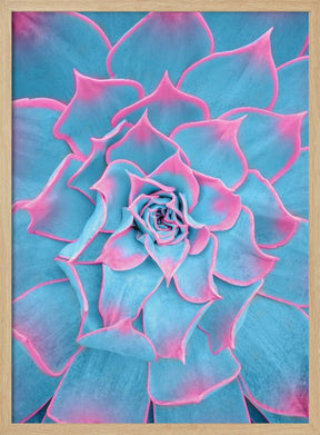 Blue and Pink Succulent - Corkframes.com