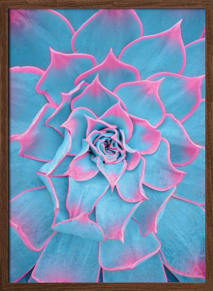 oil pastel succulent Blue and Pink Succulent