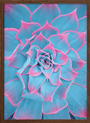 Blue and Pink Succulent - Corkframes.com