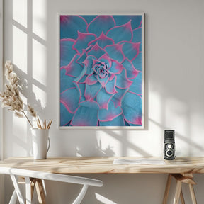 Blue and Pink Succulent - Corkframes.com