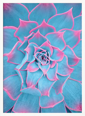 Blue and Pink Succulent - Corkframes.com