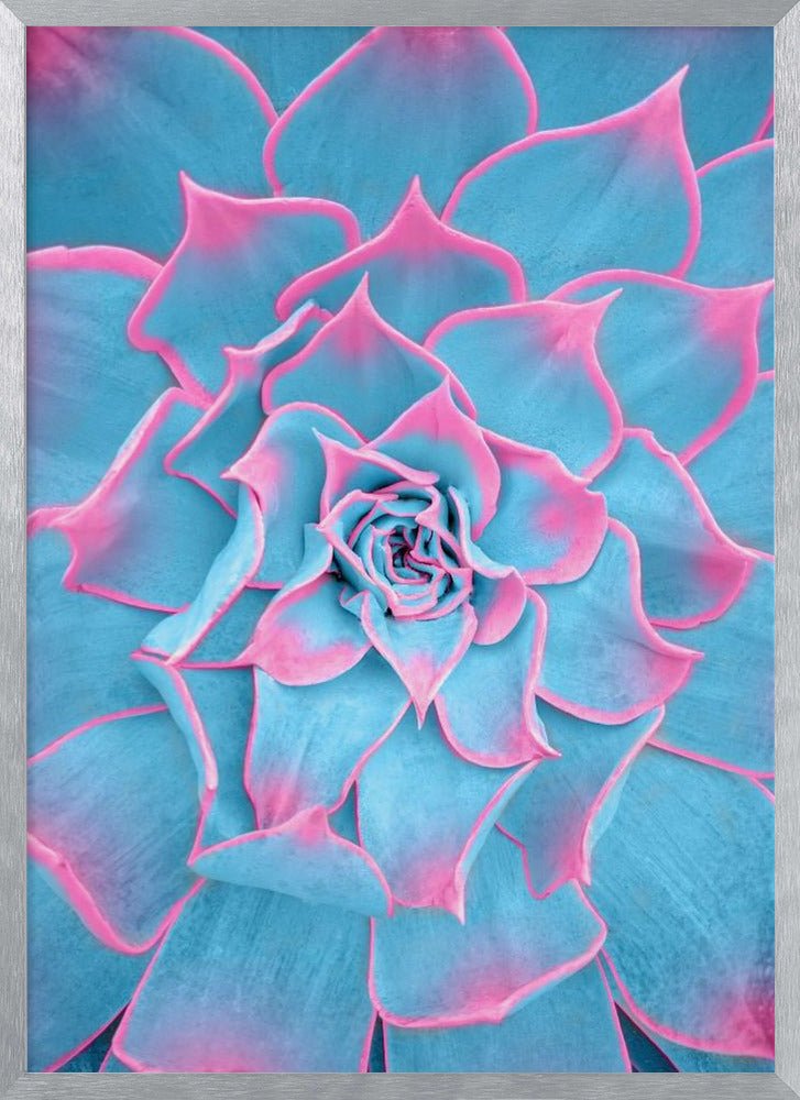 Blue and Pink Succulent - Corkframes.com