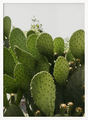 Cactus Poster - Corkframes.com