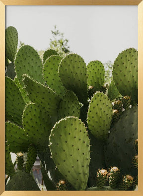 Cactus Poster - Corkframes.com