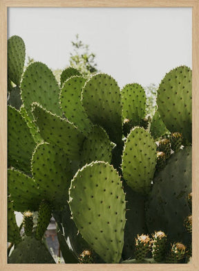 Cactus Poster - Corkframes.com