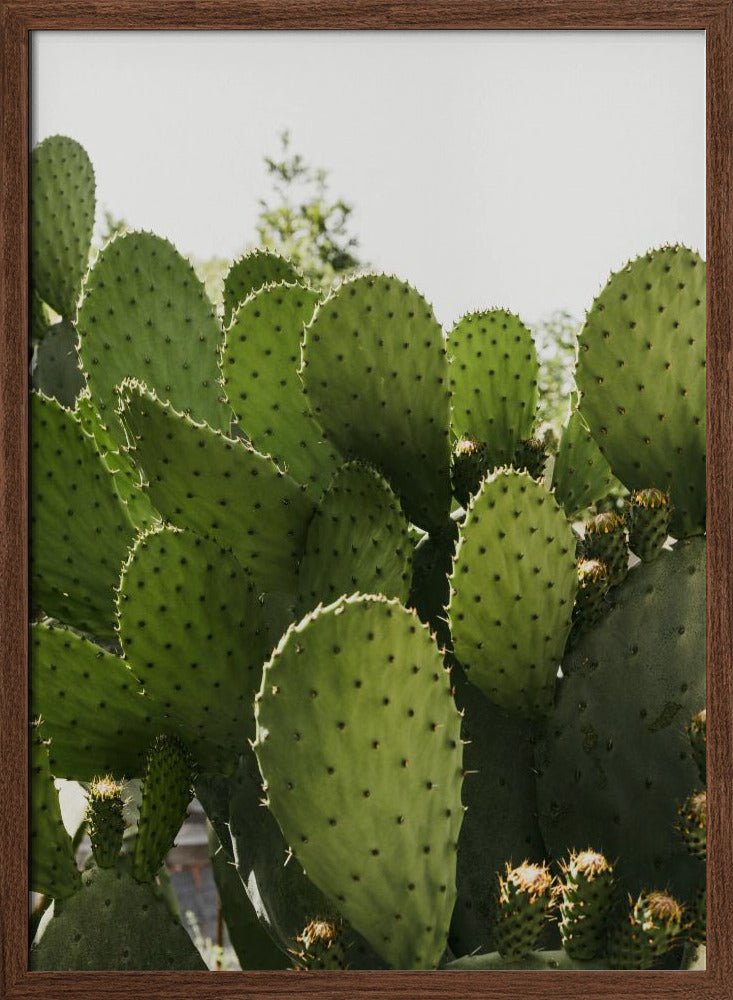 Cactus Poster - Corkframes.com