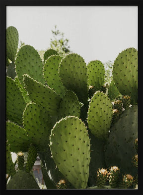 Cactus Poster - Corkframes.com