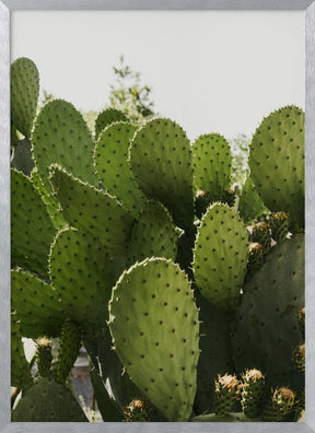 Cactus Poster - Corkframes.com