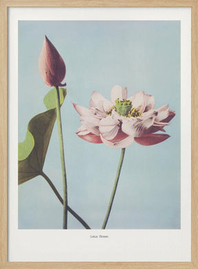 Lotus Flowers Poster - Corkframes.com