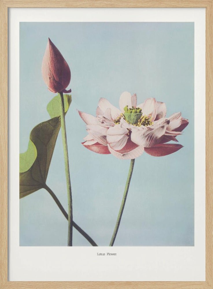 Lotus Flowers Poster - Corkframes.com