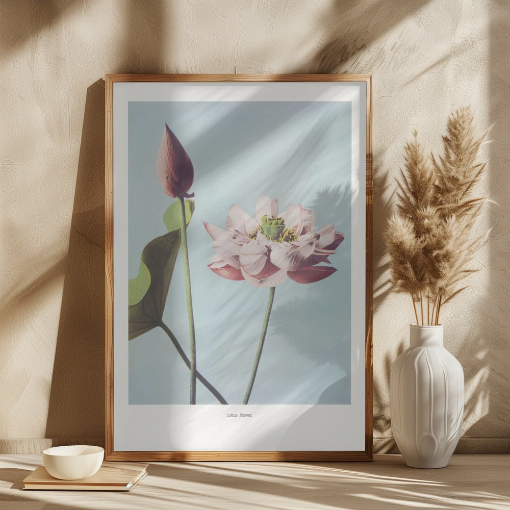 Lotus Flowers Poster - Corkframes.com