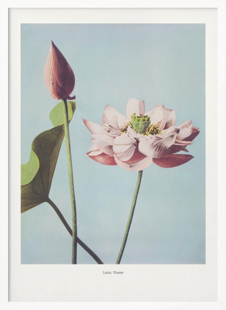 Lotus Flowers Poster - Corkframes.com