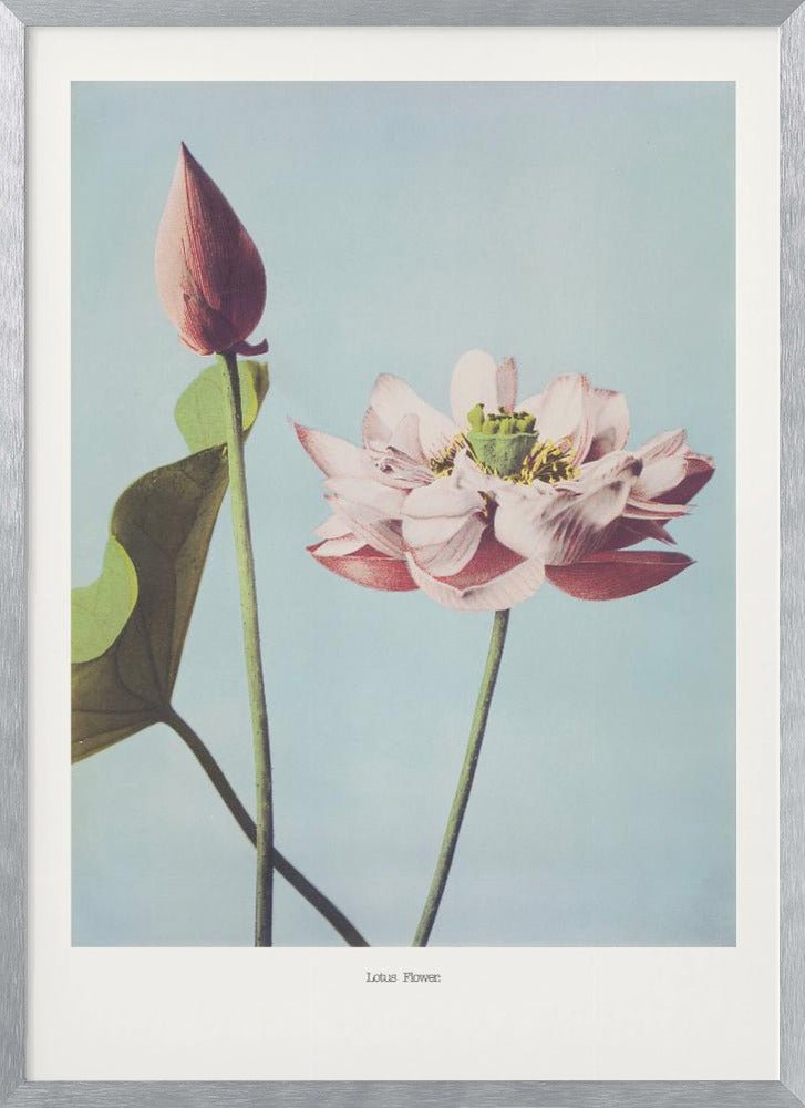 Lotus Flowers Poster - Corkframes.com