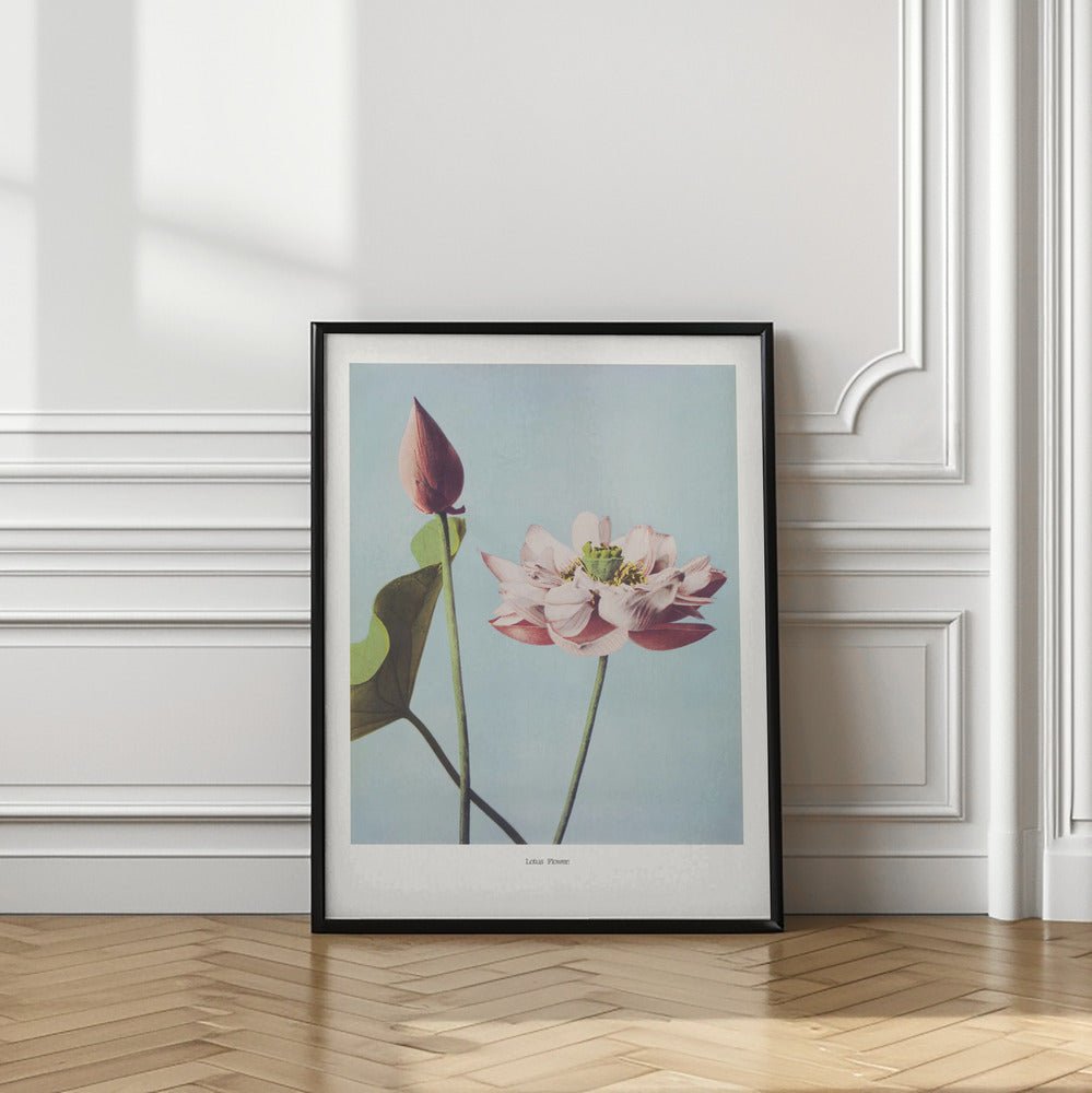 Lotus Flowers Poster - Corkframes.com