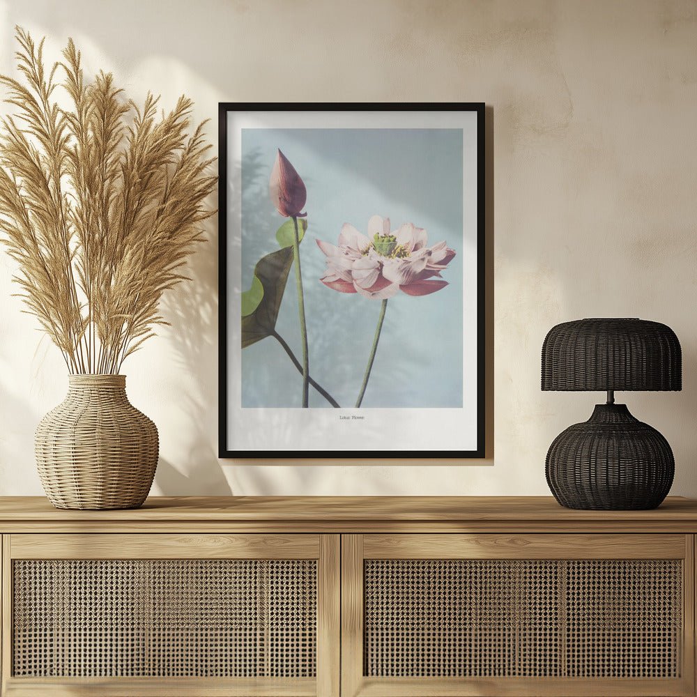 Lotus Flowers Poster - Corkframes.com