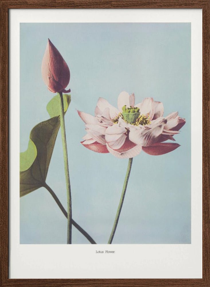 Lotus Flowers Poster - Corkframes.com