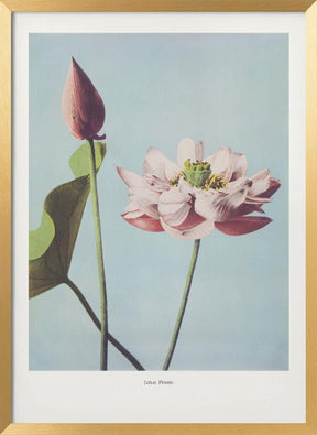 Lotus Flowers Poster - Corkframes.com