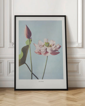 Lotus Flowers Poster - Corkframes.com