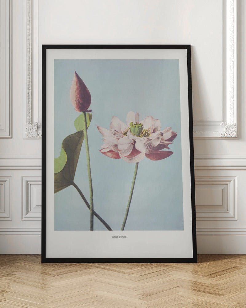 Lotus Flowers Poster - Corkframes.com