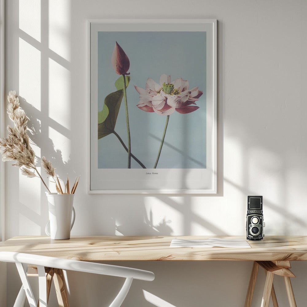 Lotus Flowers Poster - Corkframes.com